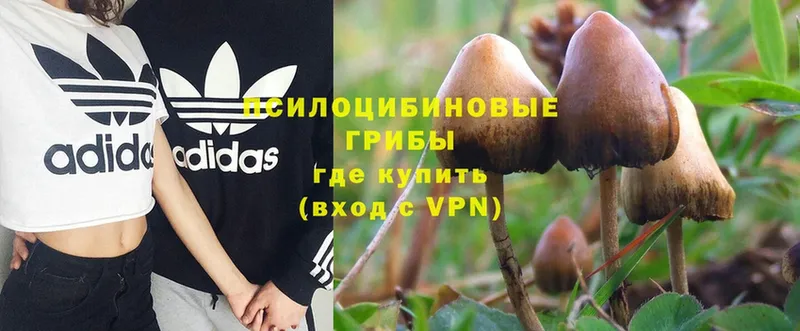 Псилоцибиновые грибы Psilocybe  Электрогорск 